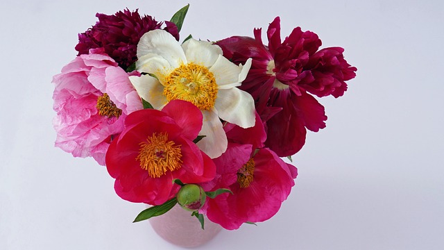 Flower, peonies, flower vase and vase — photo by Mylene2401