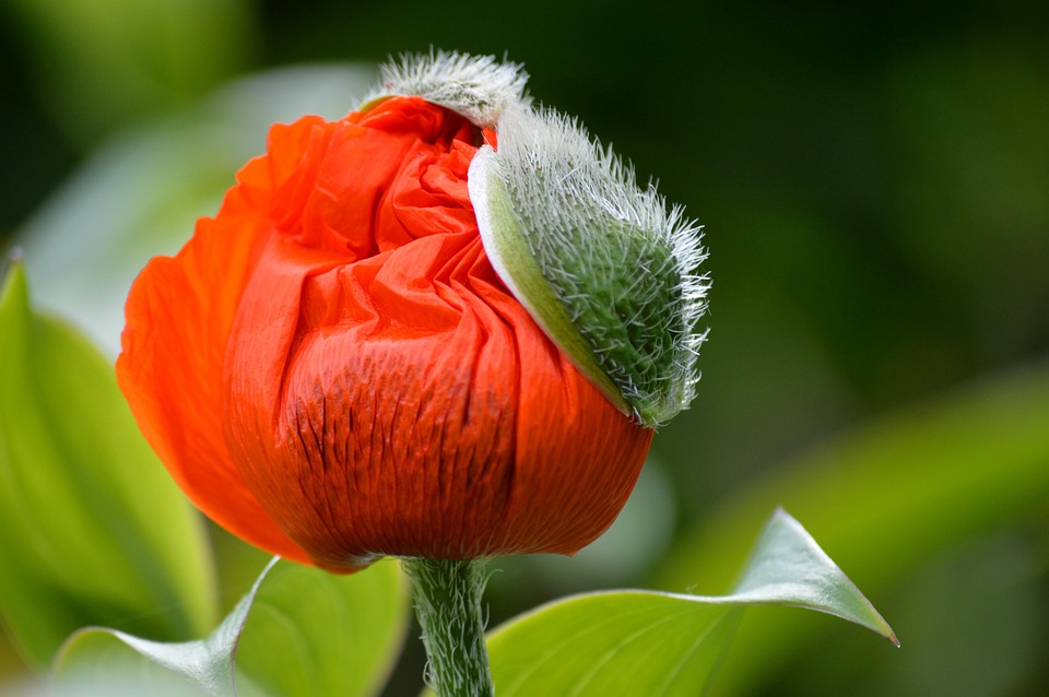 Poppy Flower Plant Red - Free photo on Pixabay - Pixabay