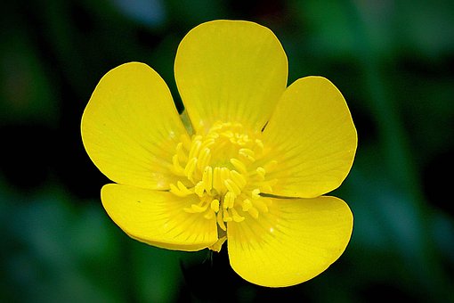 Blomst, Kronblade, Smørblomst, Blomstre