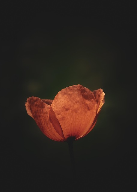 Valmue, Blomst, Plante, Blomst Tapet