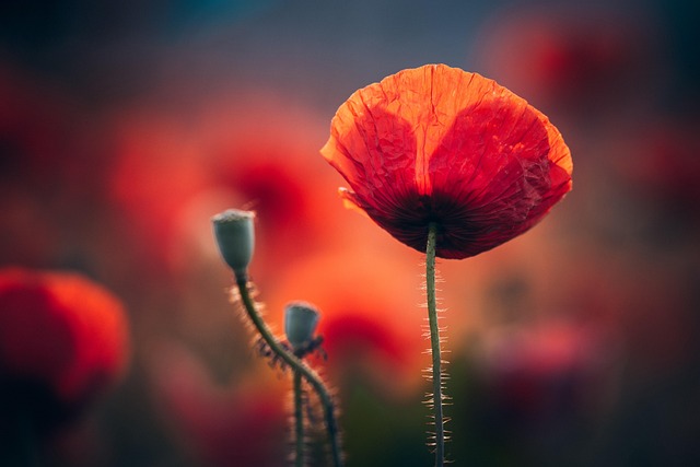 Free Poppy Flower Wallpaper photo and picture