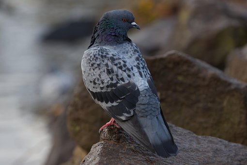 Download free HD stock image of Pigeon Dove Free pigeon dove bird illustration