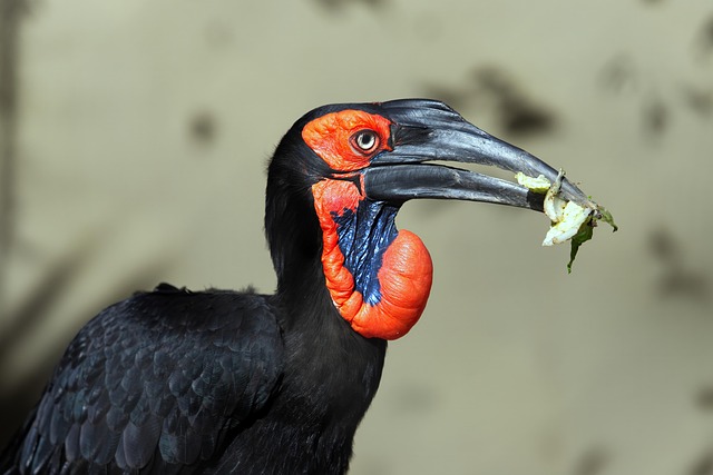 Download free HD stock image of Southern Ground Hornbill Free Southern Ground Hornbill photo and picture