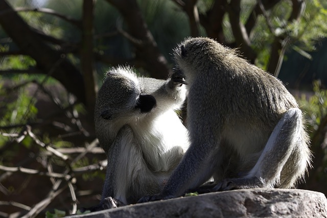 Vervet Monkey Chlorocebus - Free photo on Pixabay