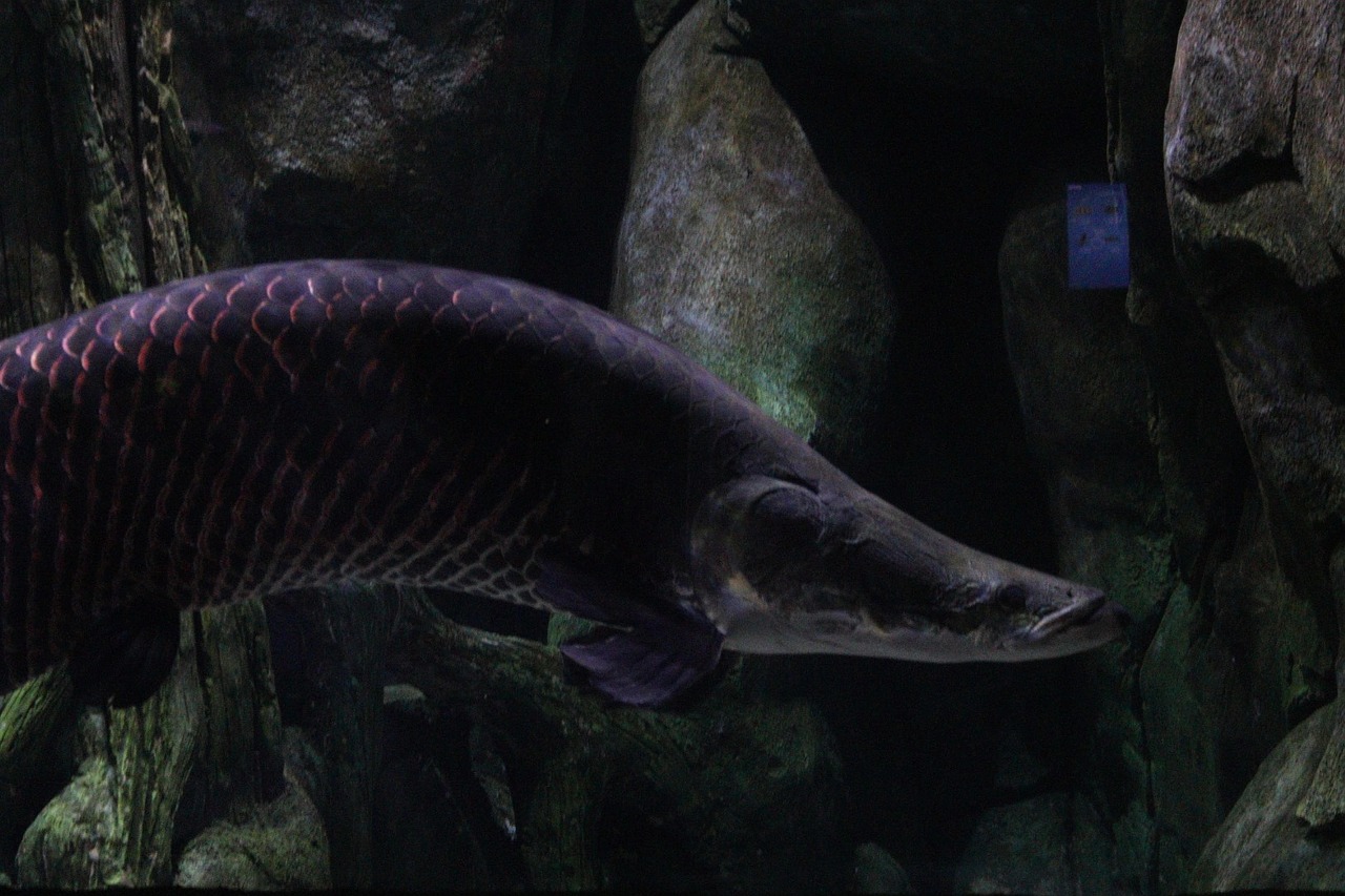 Fish Has Bent Spine , Understanding Guppy Bent Spine: Causes and ...