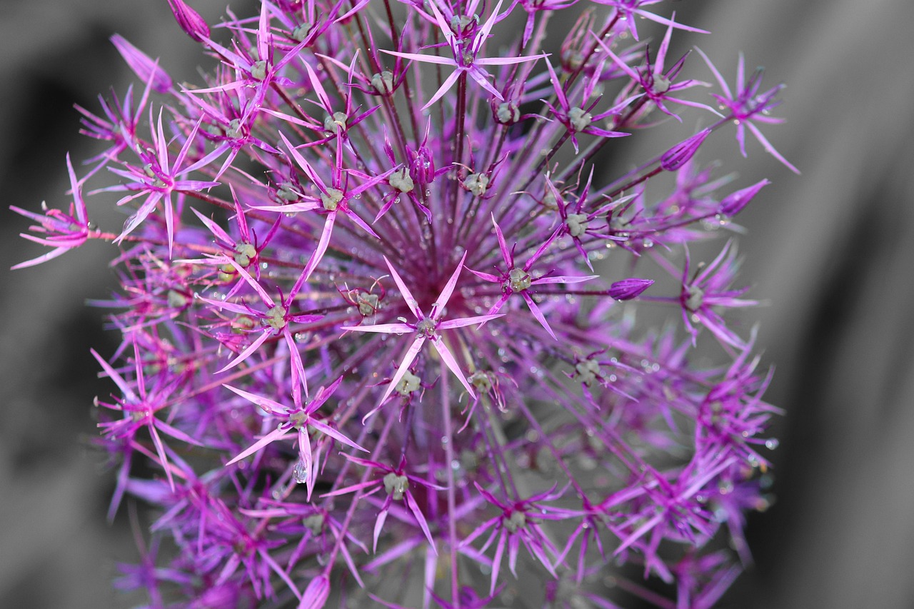 allium, ornamental onion, leek, garden plant, plant, nature, allium giganteum, leek greenhouse, allium flower, spring flower, close up