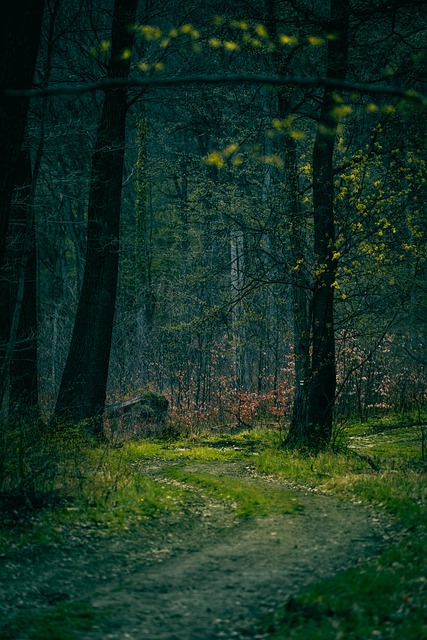Free Spring Woods photo and picture