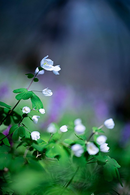 Free Isopyrum False Rue Anemone photo and picture