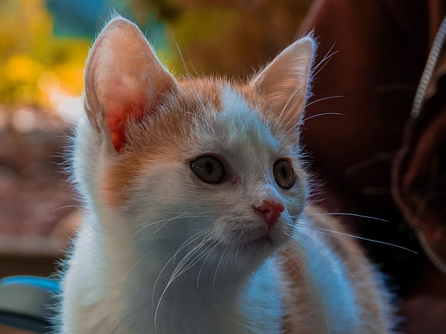 Kat, Husdyr, Killing, Dyr, Kæledyr