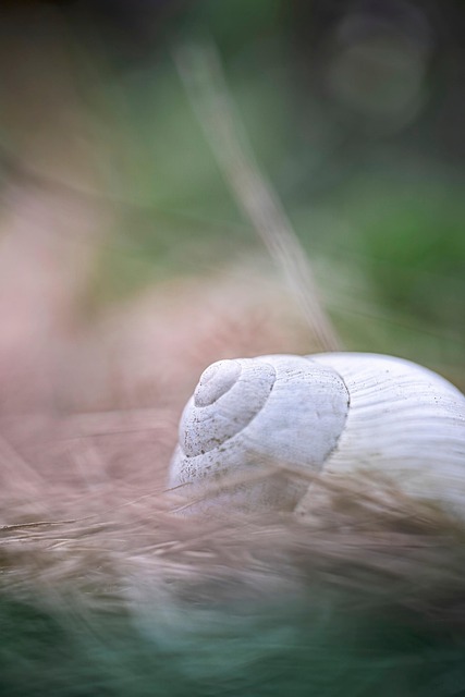 Free Snail Nature photo and picture