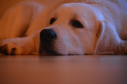Free Retriever Dog photo and picture