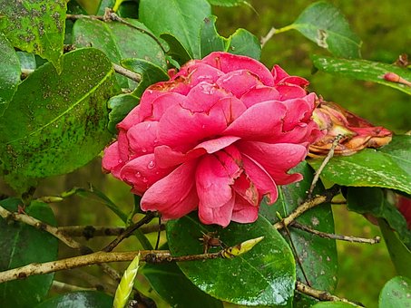 Blume, Natur, Wald, Außerhalb, Draußen