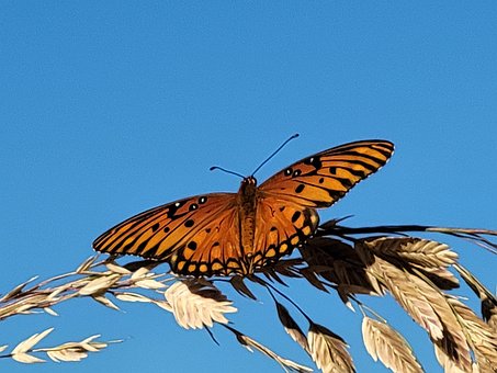 Schmetterling, Himmel, Weizen, Insekt