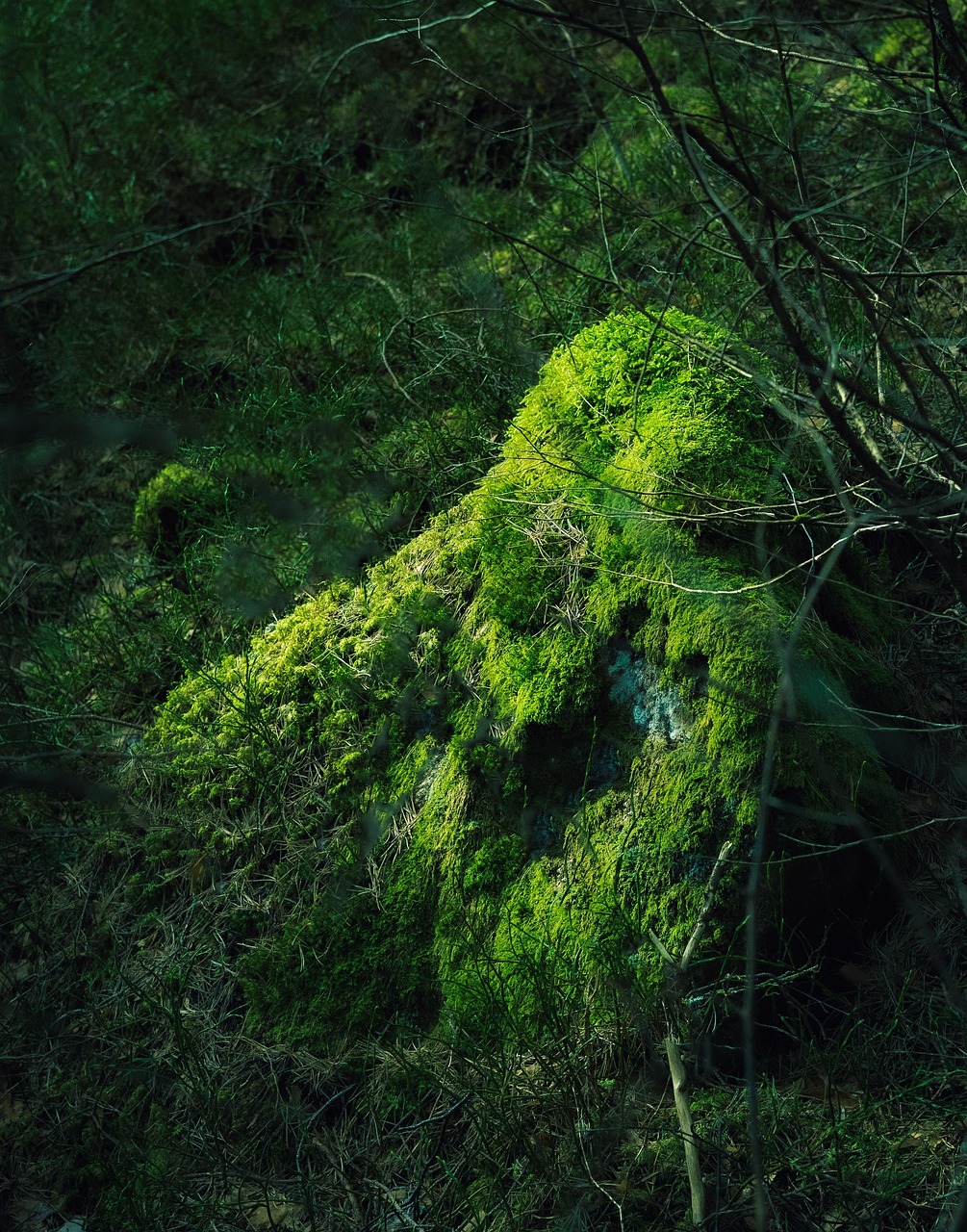 The Nature Of Forest Free photo on Pixabay Pixabay