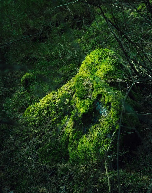Free The Nature Of The Forest photo and picture