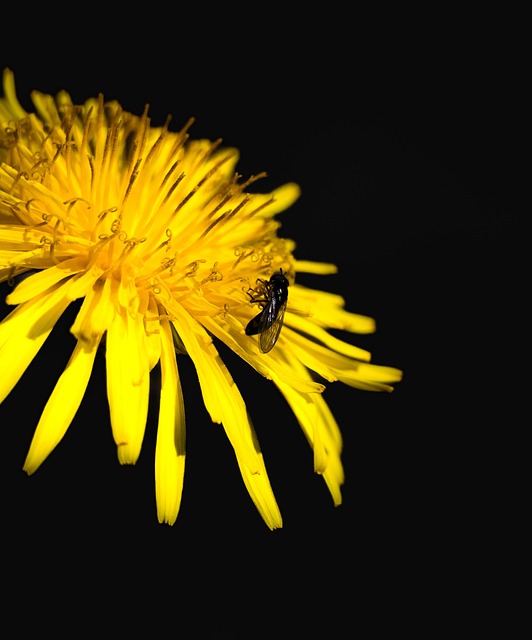 Free Flowers Dandelion photo and picture