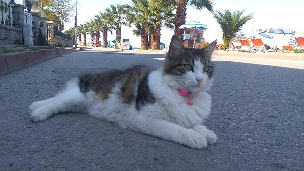 Kat, Dier, Afdwalen, Straatkat