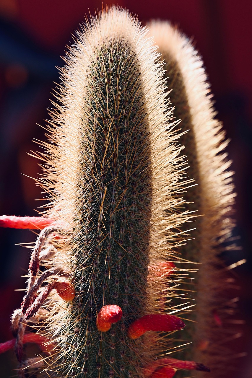 Cactus Bloom Nature - Free photo on Pixabay - Pixabay