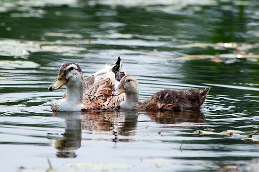Pássaros, Patos, Pântano, Ornitologia