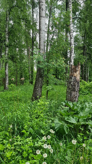 Free Forest Nature photo and picture