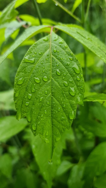 Free Leaves Nature photo and picture