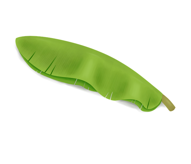 Free Banana Leaf Cartoon Banana illustration and picture