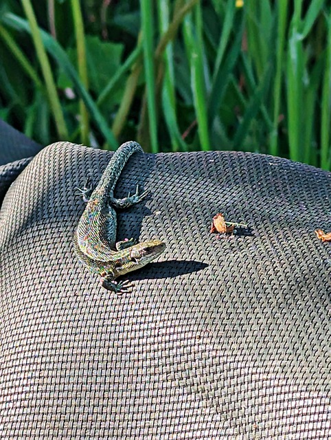 Free Reptile Nature photo and picture