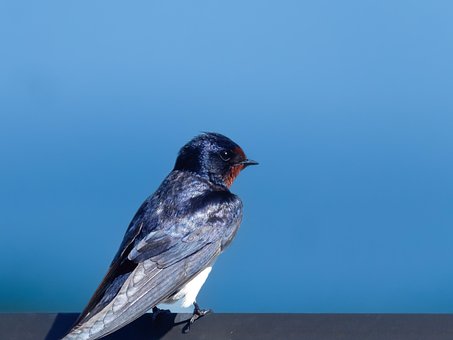 Free Swallow Bird photo and picture