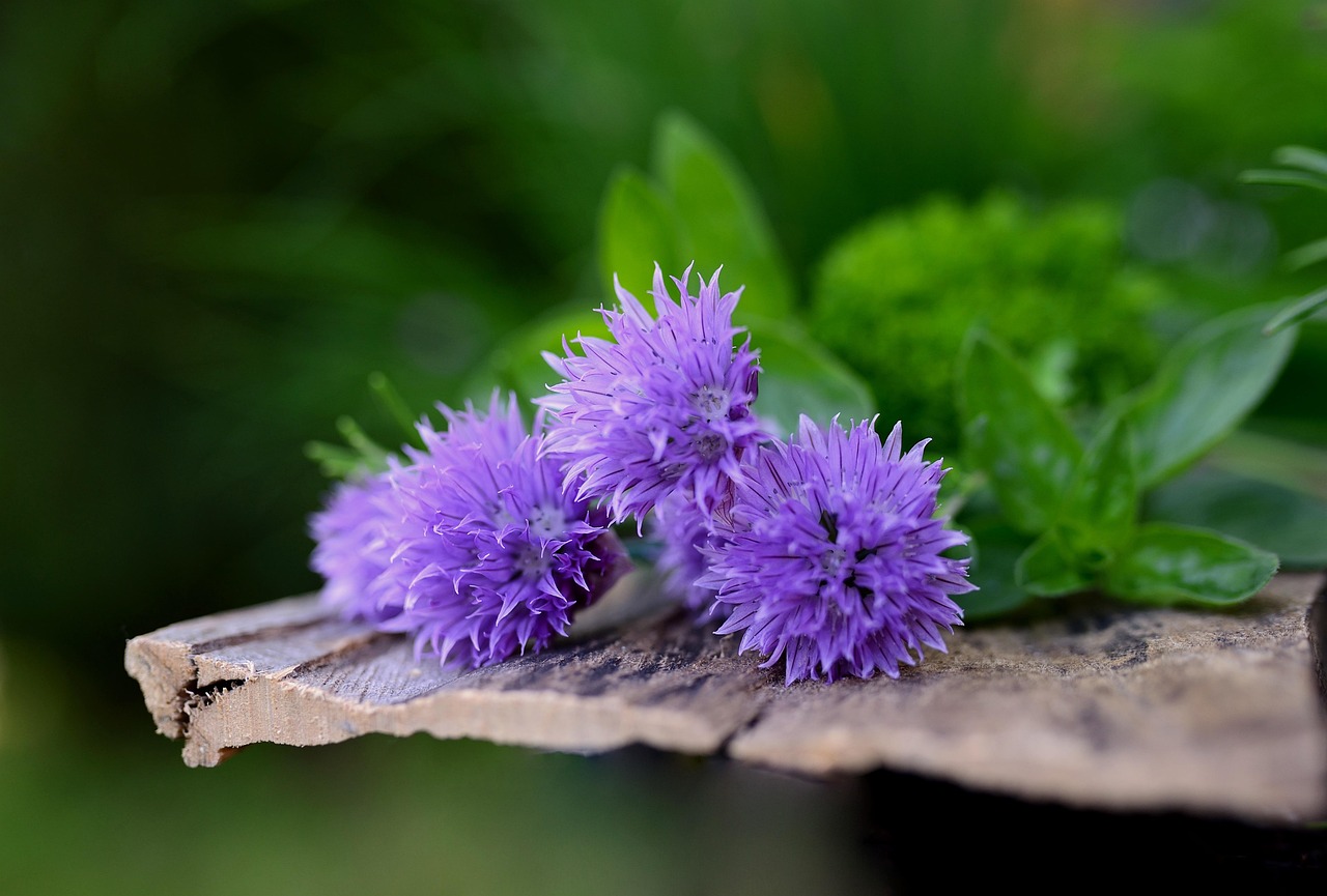 골파 꽃 향신료 허브 정원 - Pixabay의 무료 사진 - Pixabay