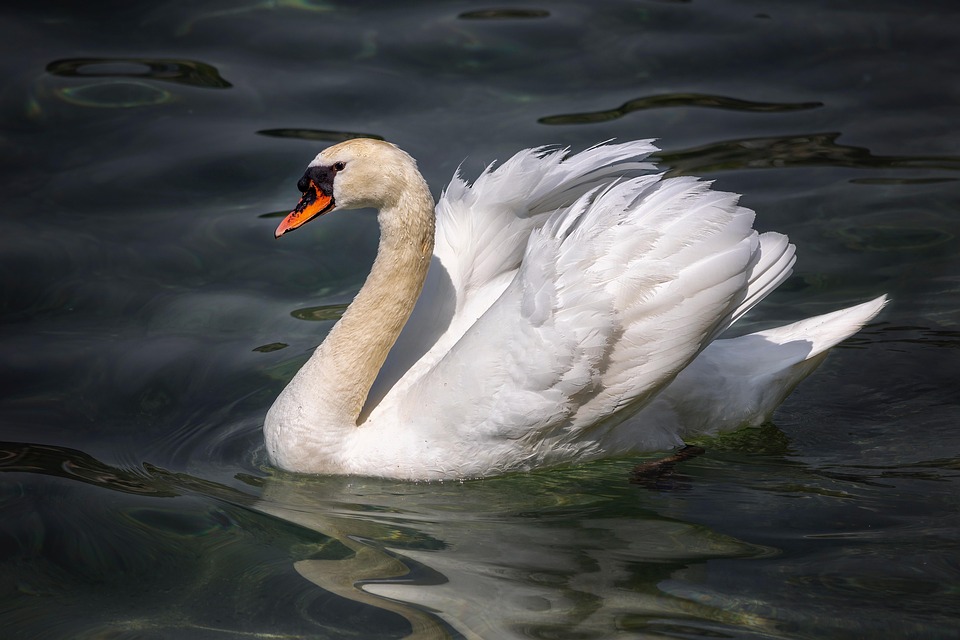 Swan Bird Beak - Free photo on Pixabay - Pixabay