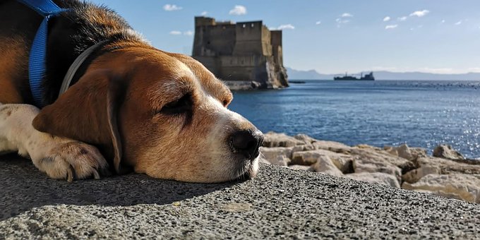 Beagle, Hund, Porträt, Herz, Tiere