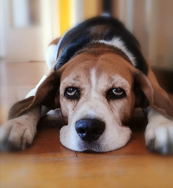 Beagle, Hund, Liebe, Tiere, Natur