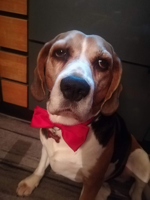 Beagle, Hund
