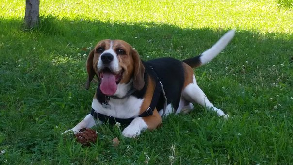Beagle, Hund, Liebe, Rasen