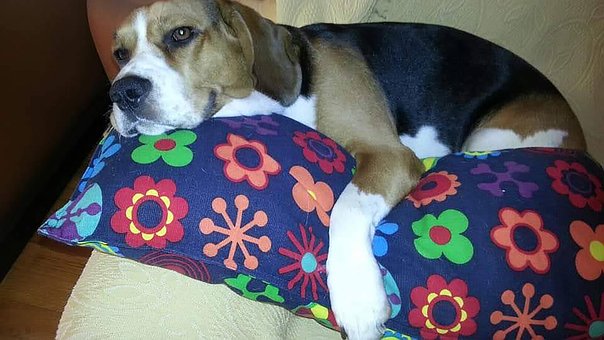 Beagle, Hund, Zärtlichkeit