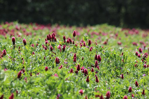 Free Field Flowers photo and picture