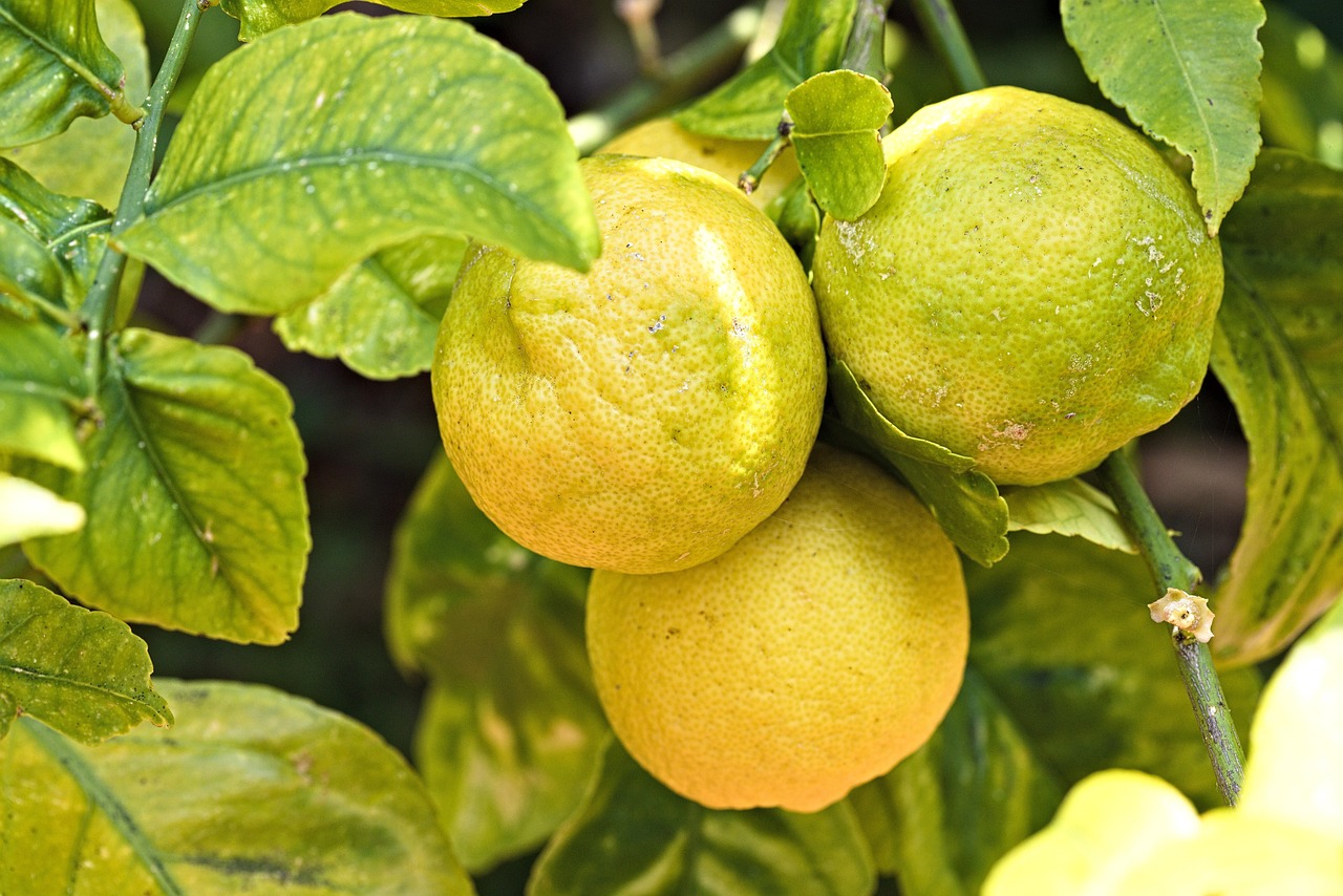 Lemon Leaves Fruit Free photo on Pixabay Pixabay