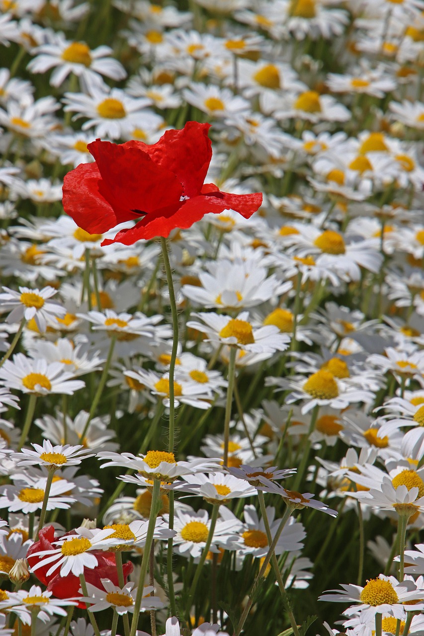 Flower Field Of Flowers Magariten Free photo on Pixabay Pixabay