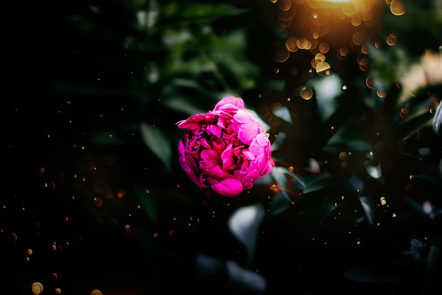 Free Roses Flowers photo and picture