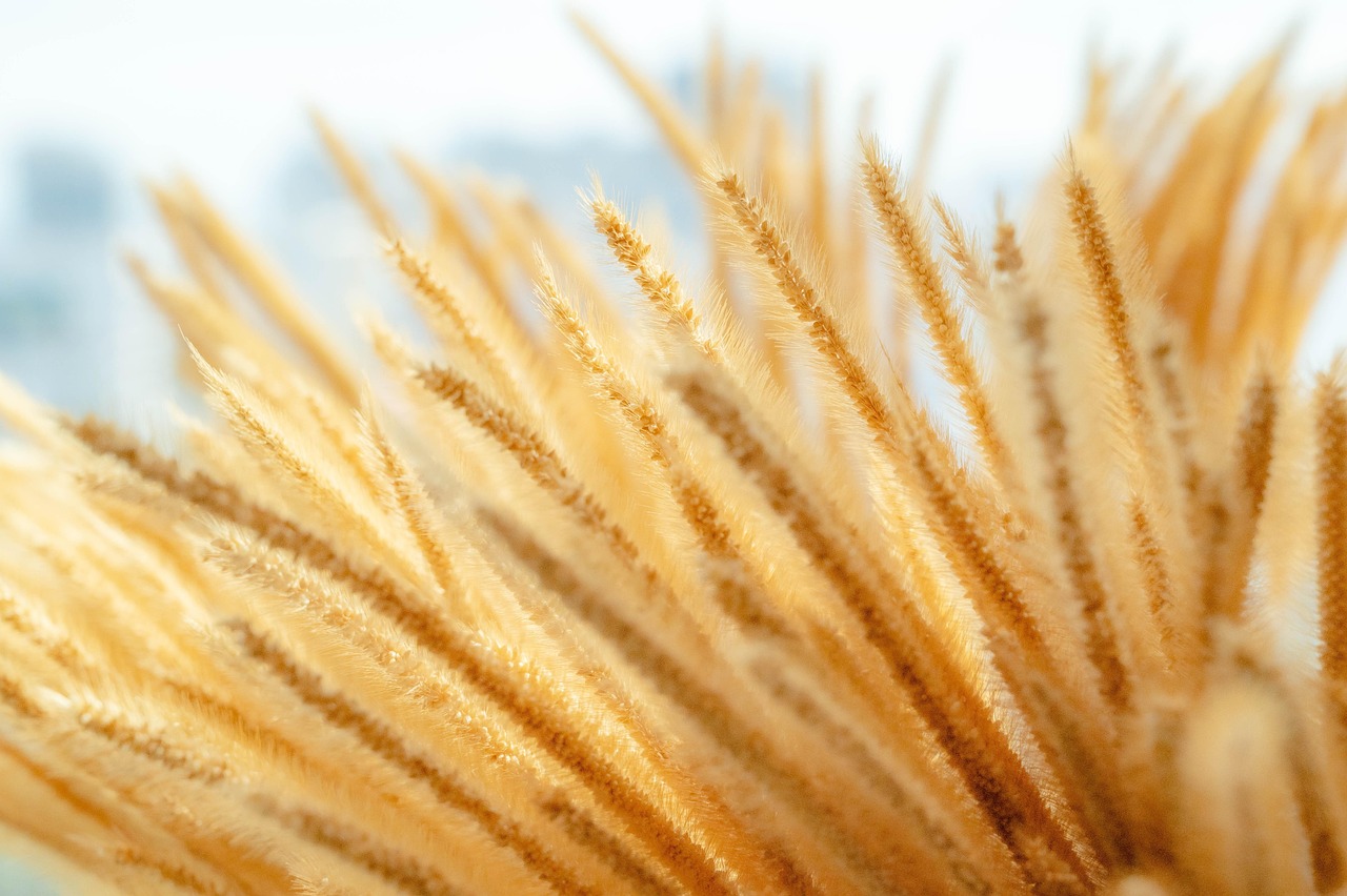 Textur Rumput Kuning Rumput Kuning Tanaman Hias Latar - Foto gratis di Pixabay - Pixabay