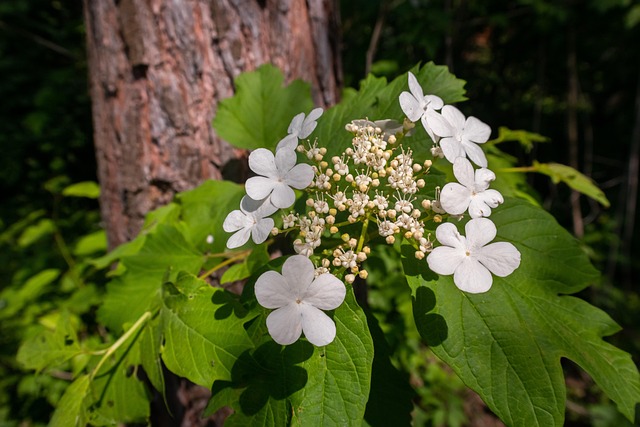 Blumen, Die Natur, Wald, Feder