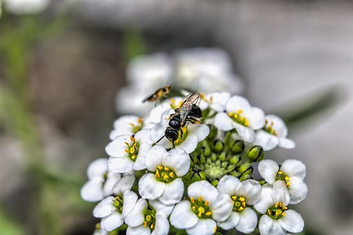 Free Flower Bee photo and picture