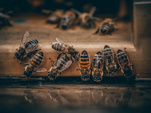 Free Bees Apiary photo and picture