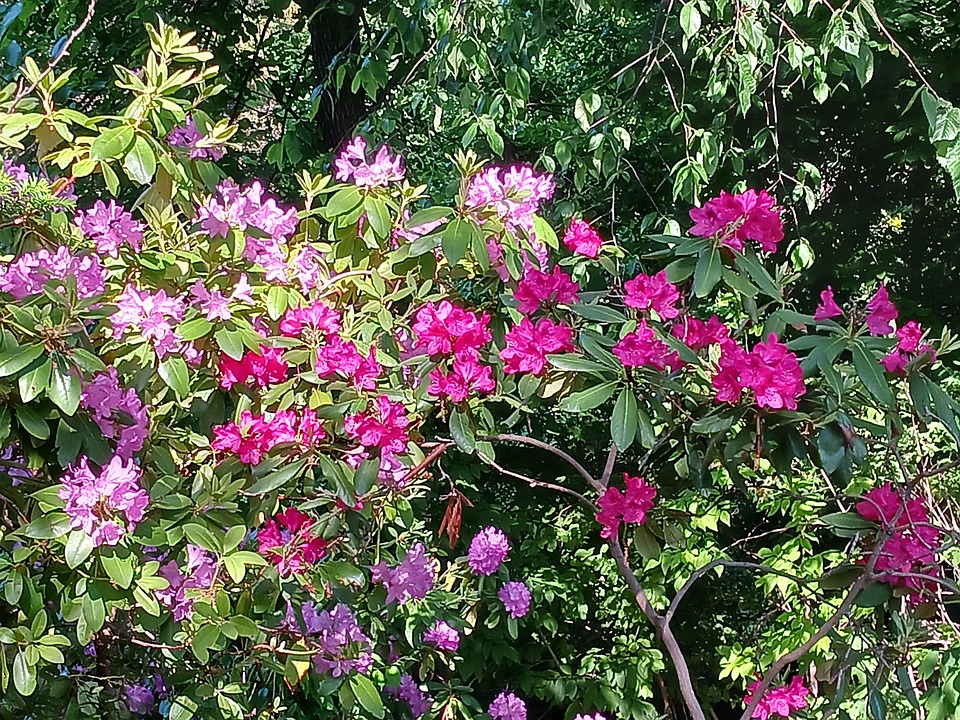 Azalea Flowers Blossom - Free photo on Pixabay - Pixabay