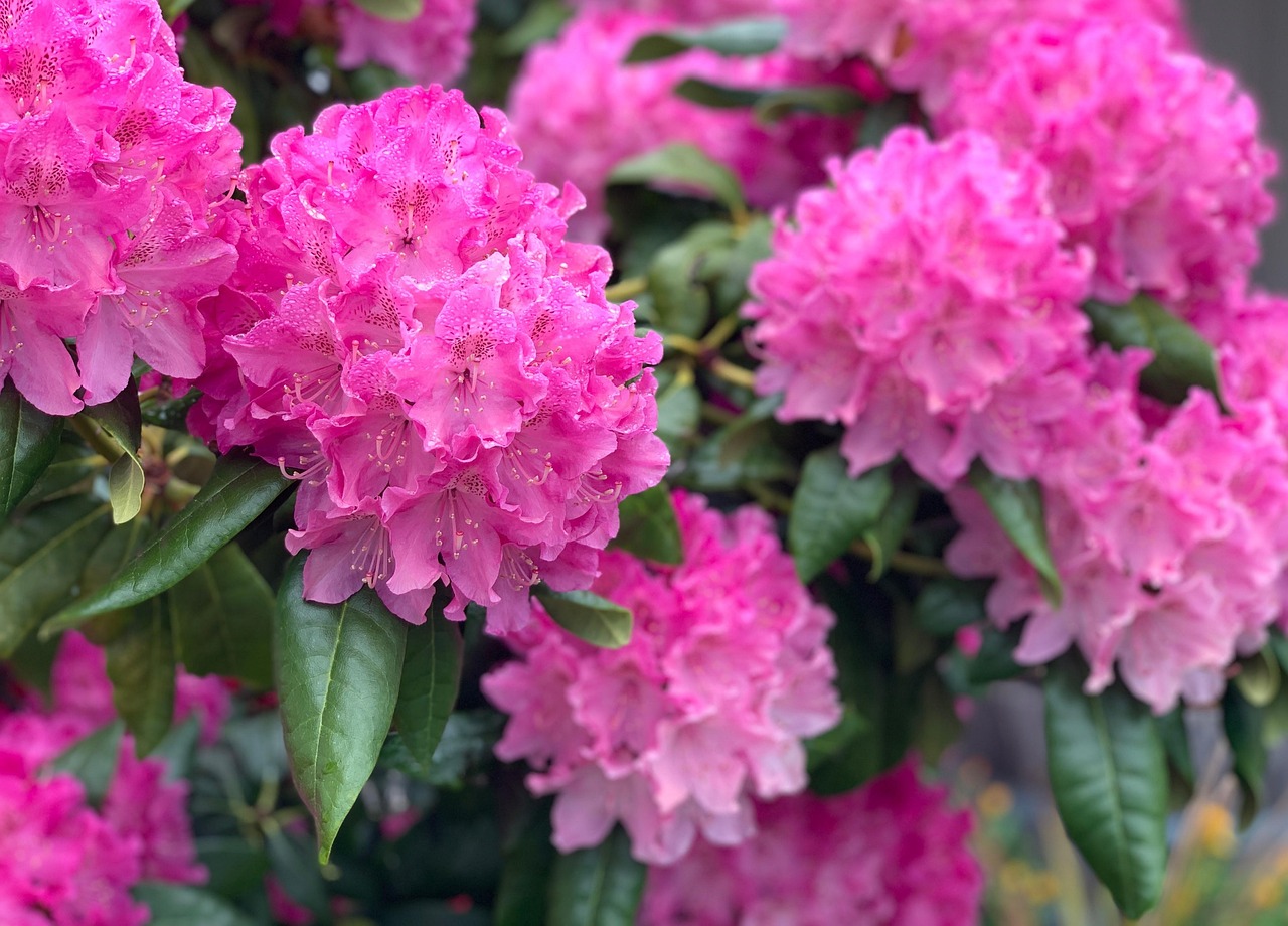 Rose Tree Rhododendrum Rhododendron Frühling Rosa - Kostenloses Foto auf Pixabay - Pixabay