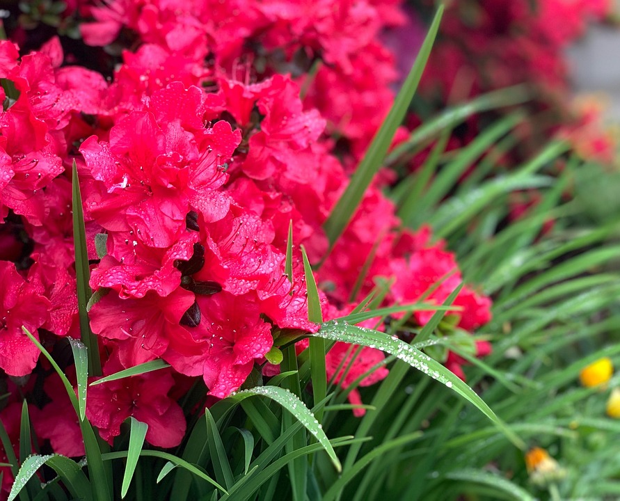 Azalea Red Spring - Free photo on Pixabay - Pixabay