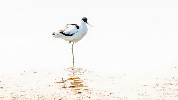 Free Avocet Bird photo and picture