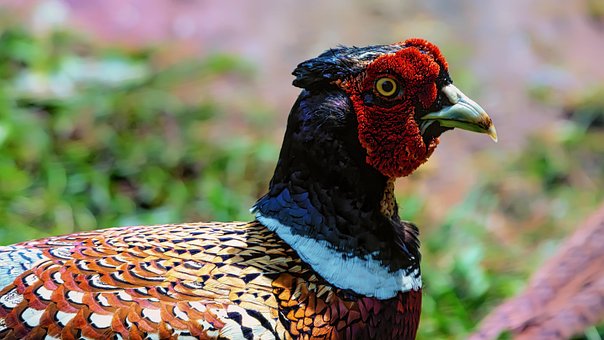 Free Bird Pheasant photo and picture