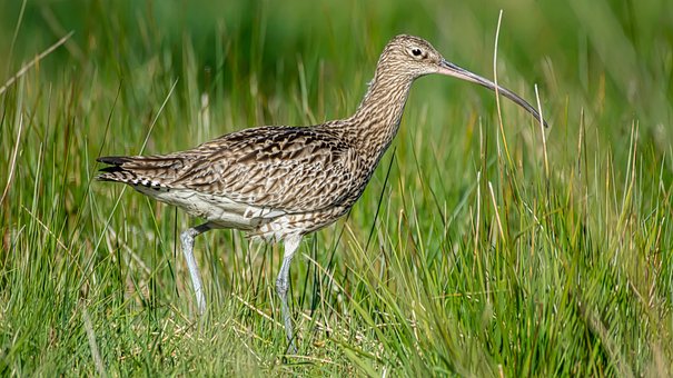 Free Curlew Bird photo and picture