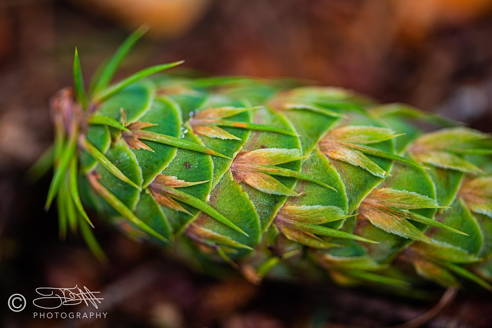 Nature Pomme De Pin Forêt Des - Photo gratuite sur Pixabay - Pixabay